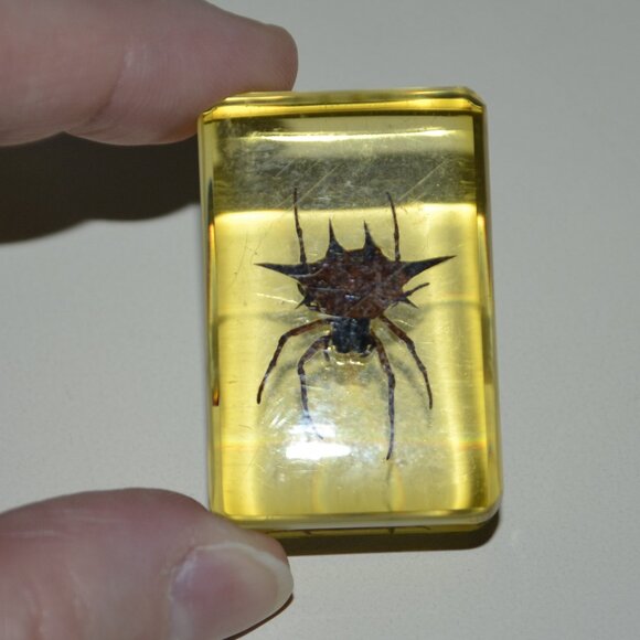 Real Insect Display Bundle 12 Piece Set With Clear Spider Scorpion Resin Cubes - Picture 4 of 5